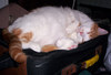 laziest cat ever's Avatar